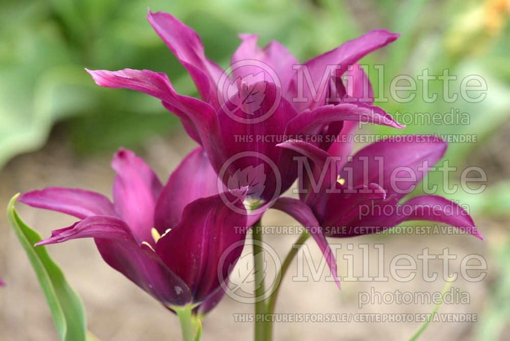 Tulipa Burgundy (Lily Flowered Tulip) 2