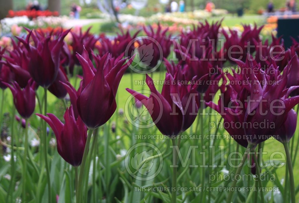 Tulipa Burgundy (Lily Flowered Tulip) 1