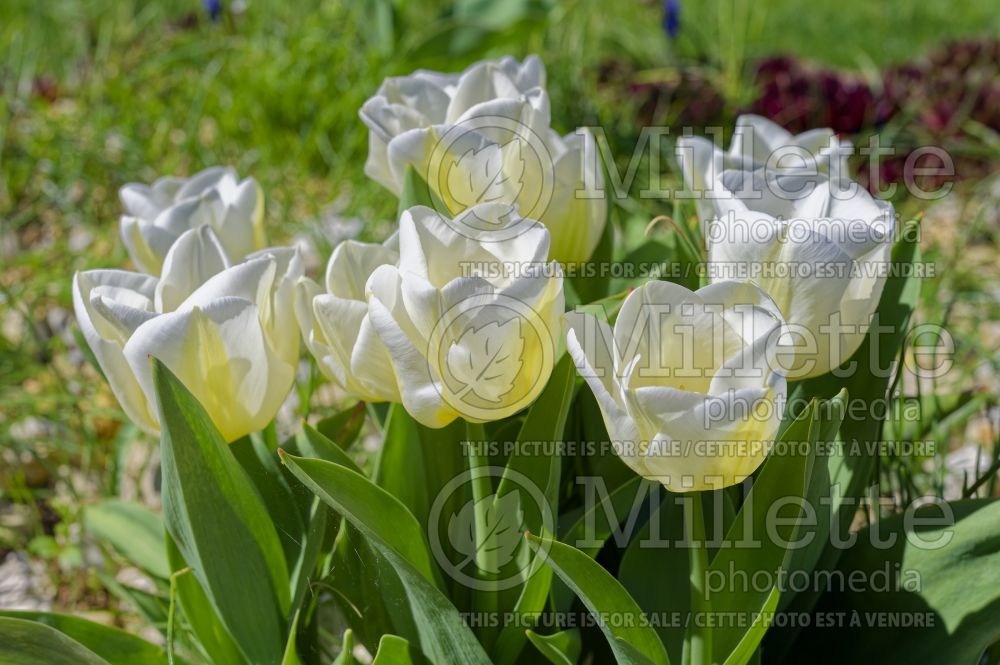 Tulipa Calgary (Triumph Tulip) 1