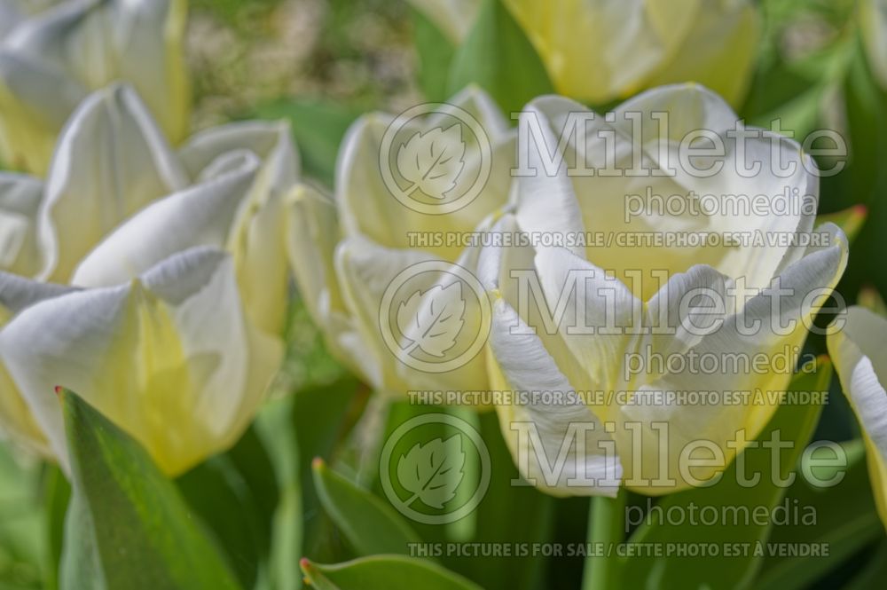 Tulipa Calgary (Triumph Tulip) 2