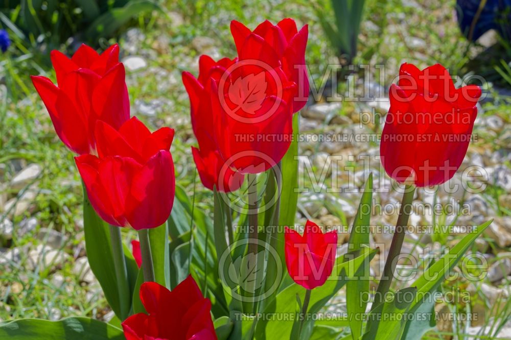 Tulipa Christmas Carol (Single early Tulip) 1