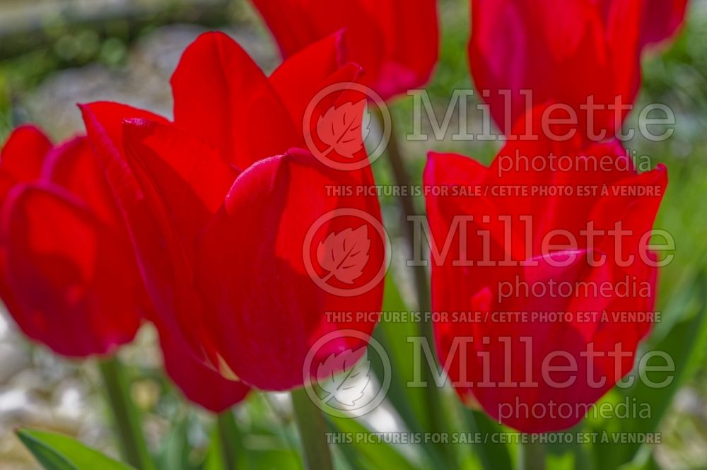 Tulipa Christmas Carol (Single early Tulip) 2