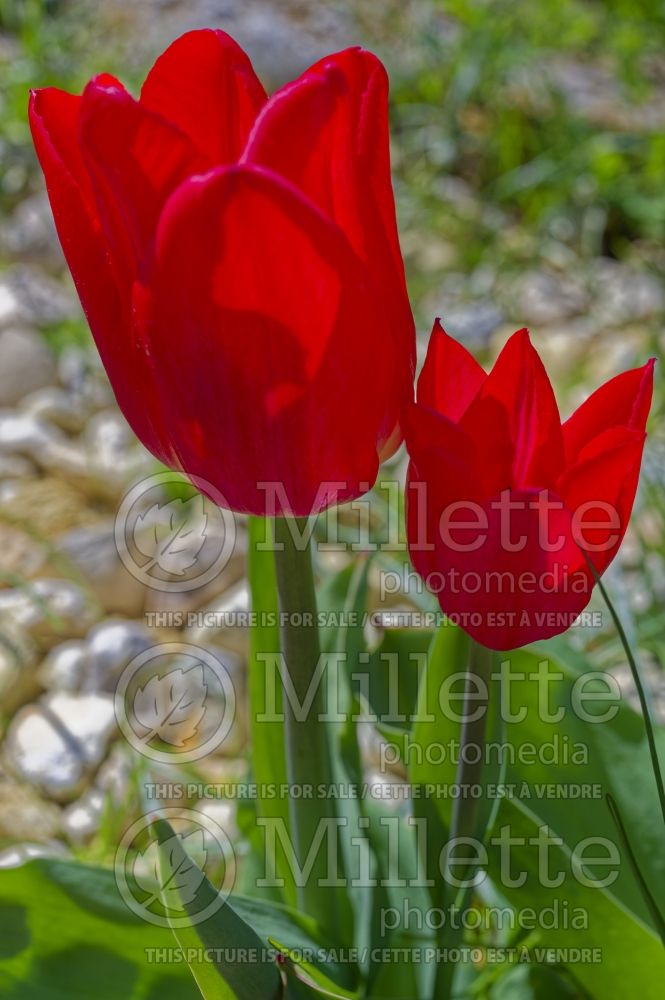 Tulipa Christmas Carol (Single early Tulip) 3