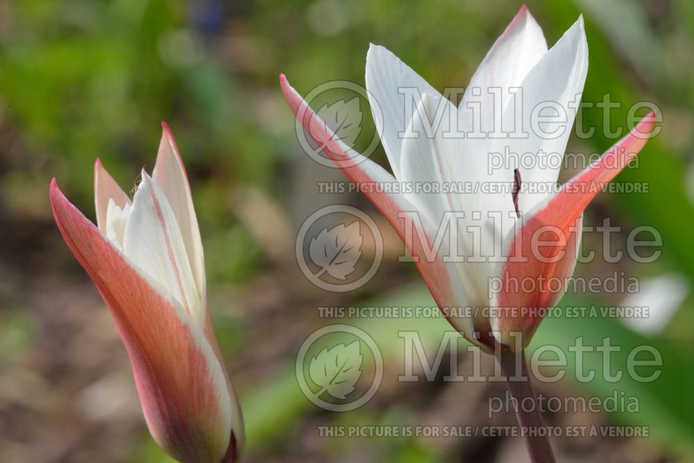 Tulipa clusiana (Tulip) 1 
