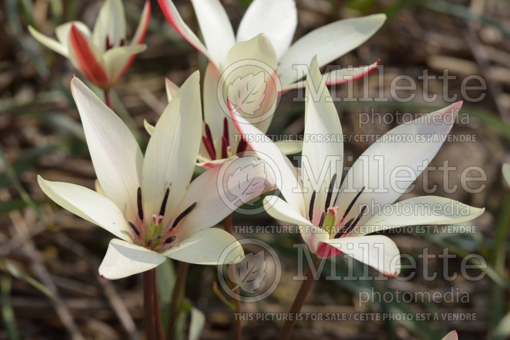 Tulipa clusiana (Tulip) 2 
