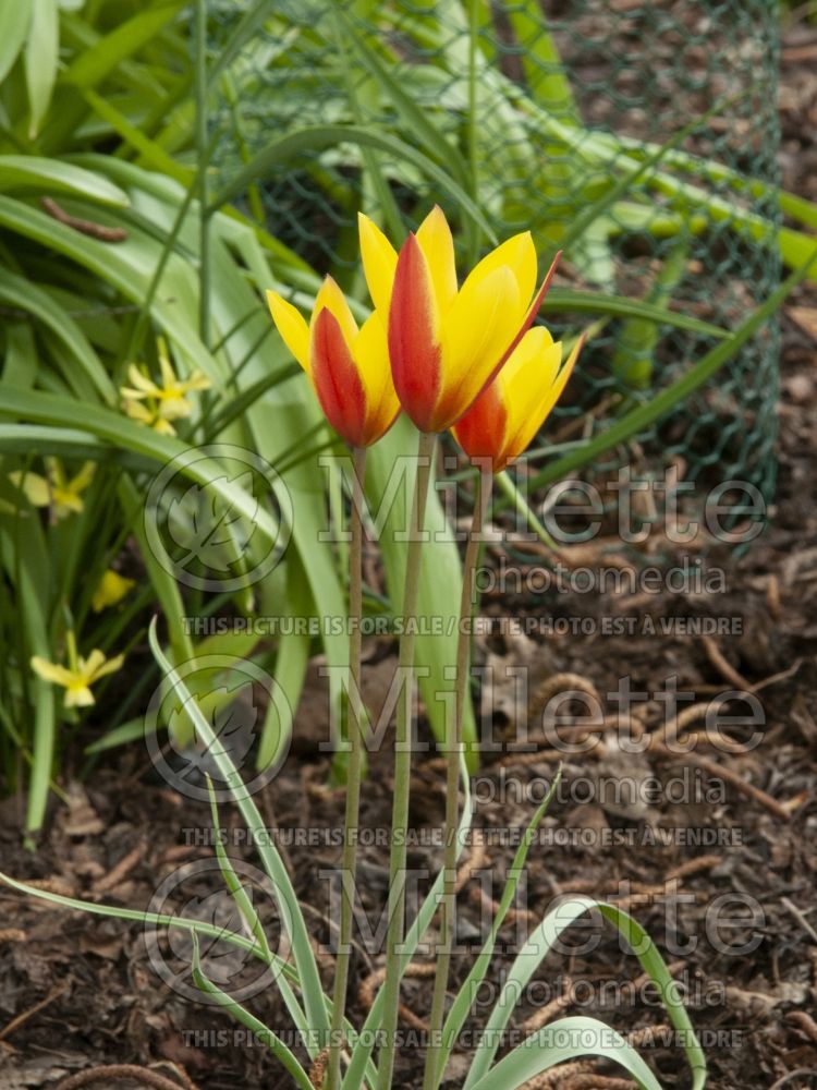 Tulipa Tubergens Gem (Tulip) 1