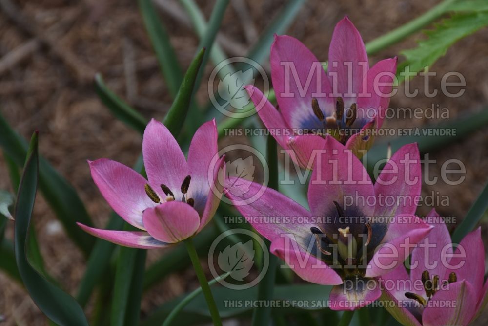 Tulipa Danique (Miniature Tulip) 1