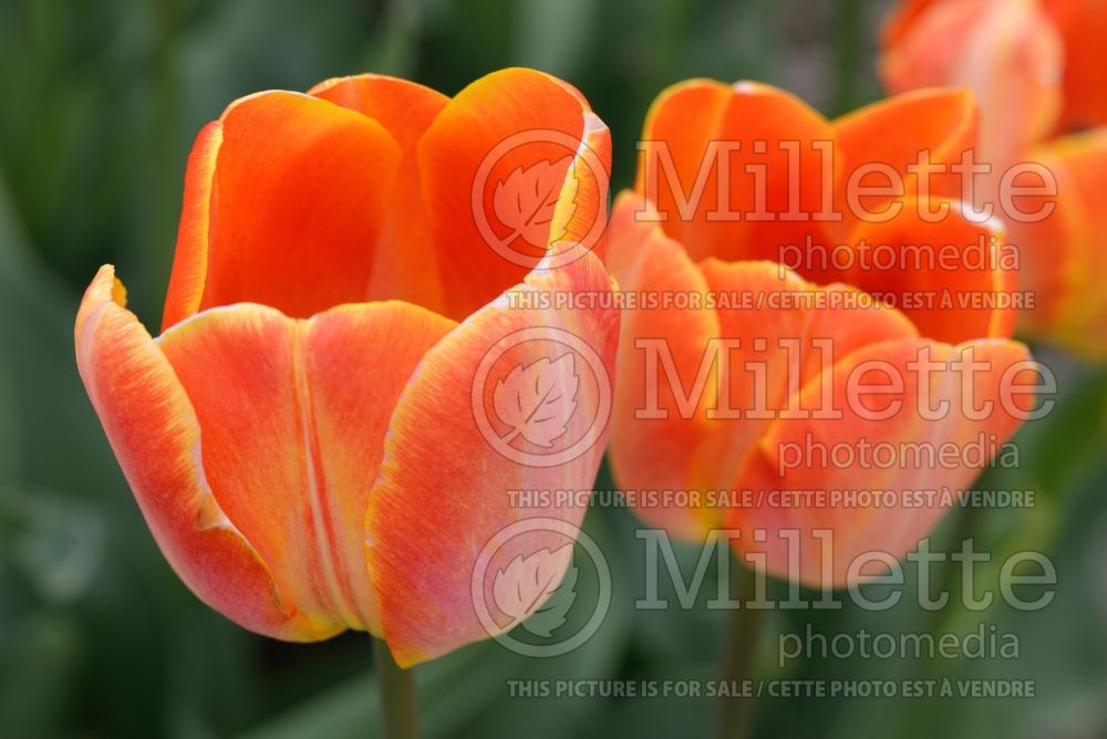 Tulipa Dutch Princess (Triumph Tulip) 1