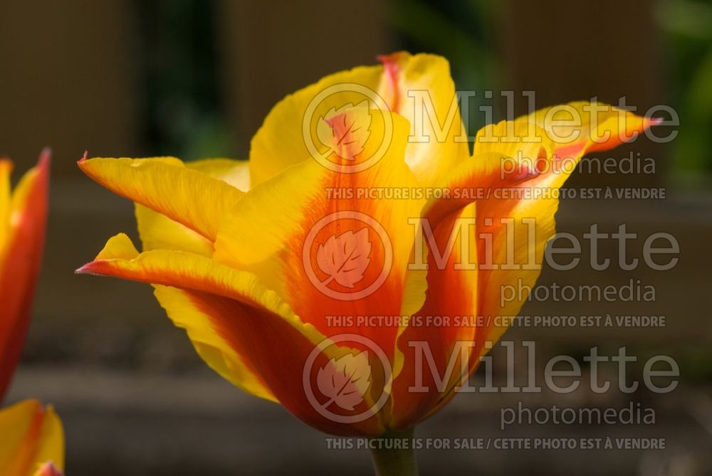 Tulipa Engadin (Greigii Tulip) 2 
