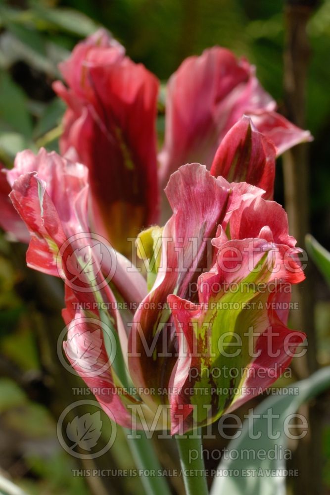 Tulipa Esperanto (viridiflora Tulip) 1 