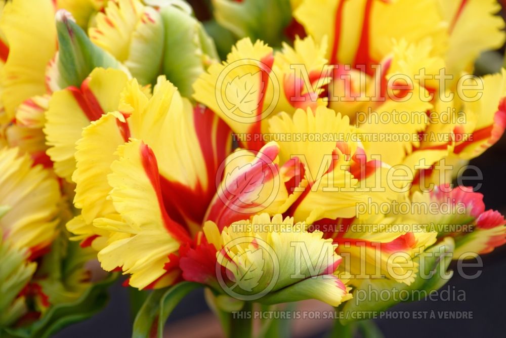Tulipa Exotic Flame (Parrot Tulip) 1