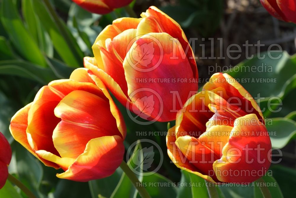 Tulipa Golden Piquante (Triumph Tulip) 1