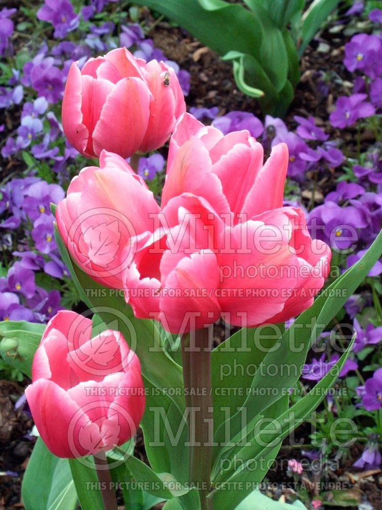 Tulipa Happy Family (Triumph Tulip) 3 