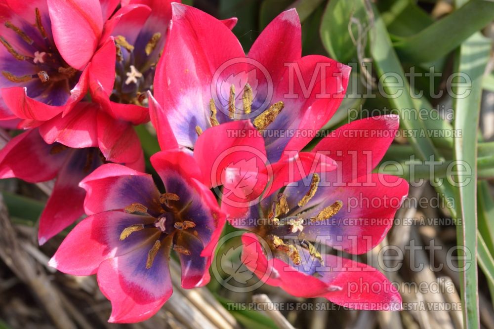 Tulipa Little Beauty (Tulip) 1