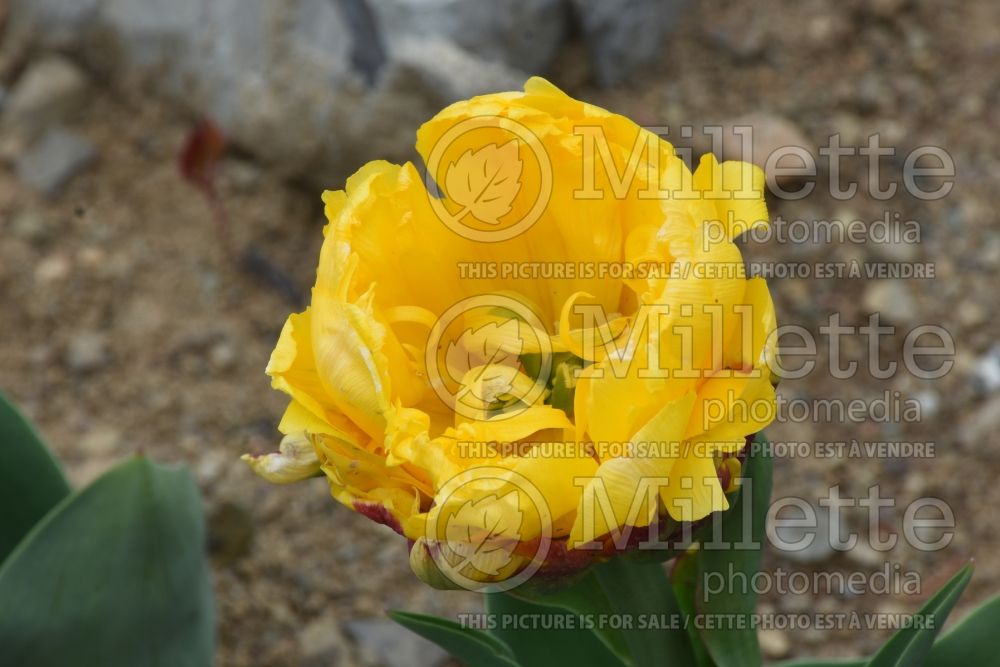 Tulipa Ice Cream Banana (Tulip) 1