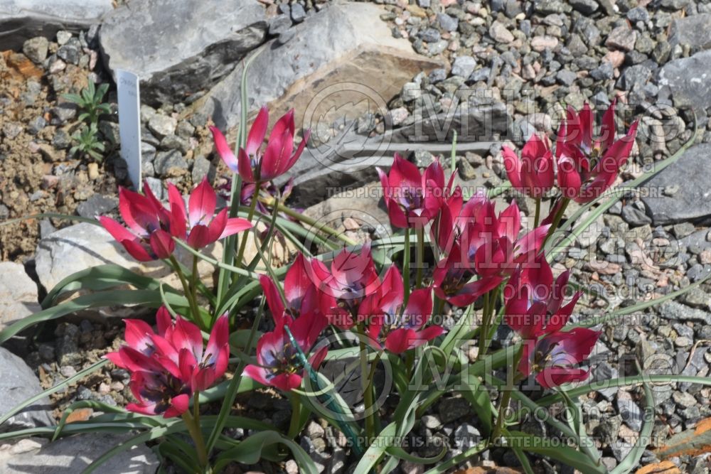 Tulipa Little Beauty (Tulip) 2