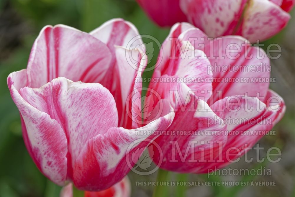 Tulipa Midway (Tulip) 1