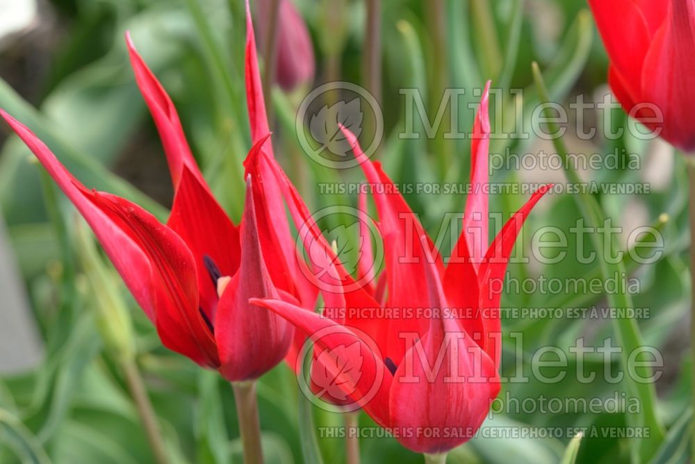 Tulipa Novired (lily-flowered Tulip) 1