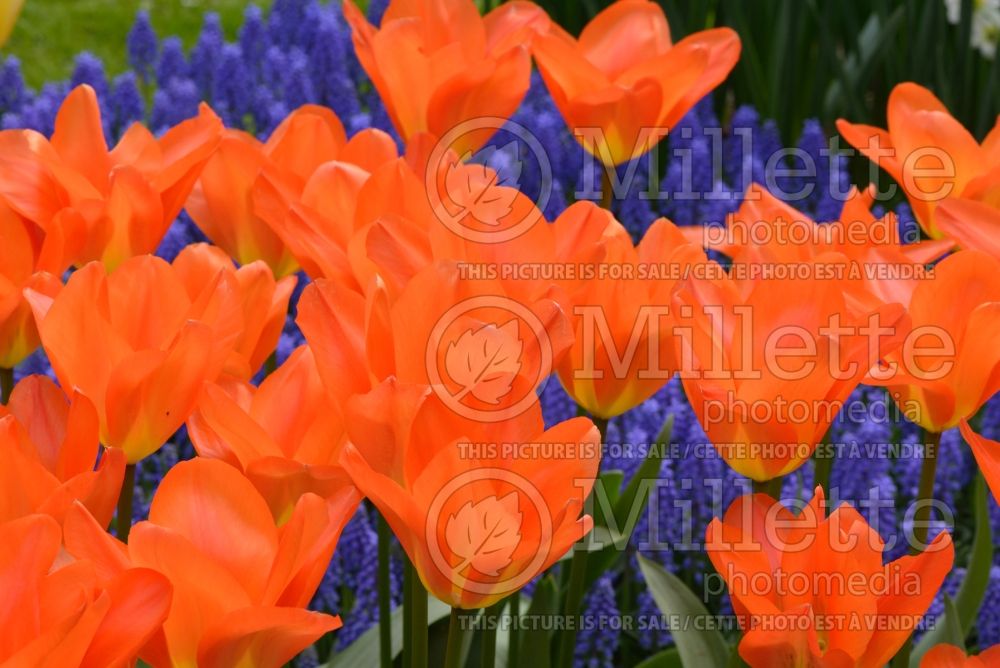 Tulipa Orange Emperor (Tulip) 2
