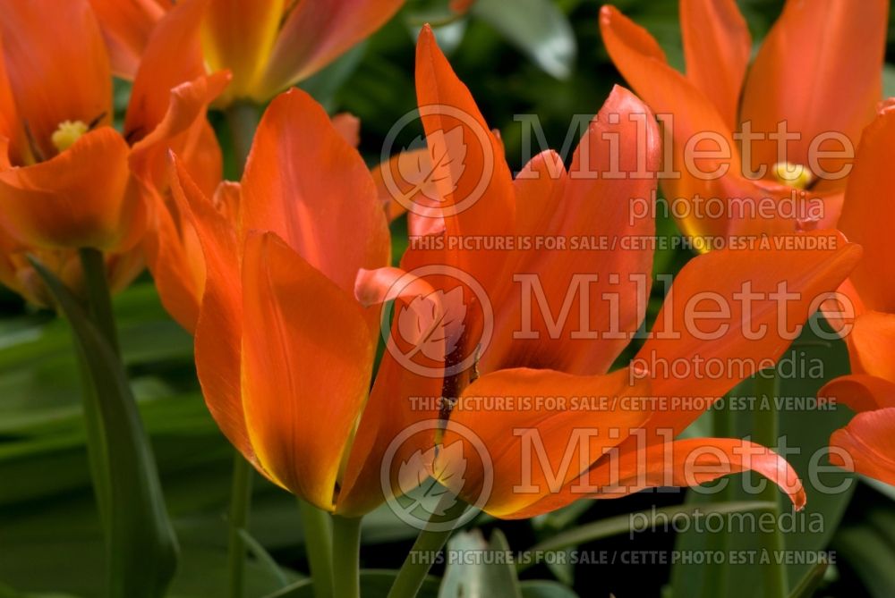 Tulipa Orange Toronto (Greigii Tulip) 1 