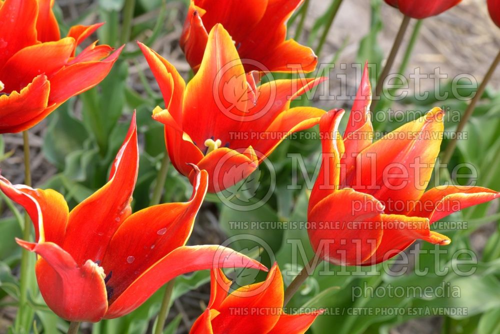 Tulipa Queen of Sheeba (lily-flowered Tulip) 1
