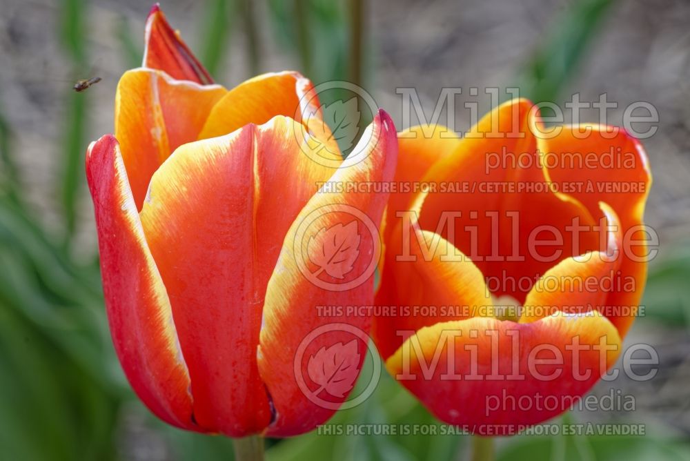 Tulipa Rotterdam (Tulip) 1