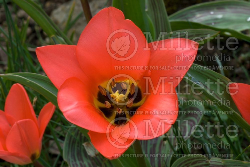 Tulipa Sweet Lady (Greigii Tulip) 1 