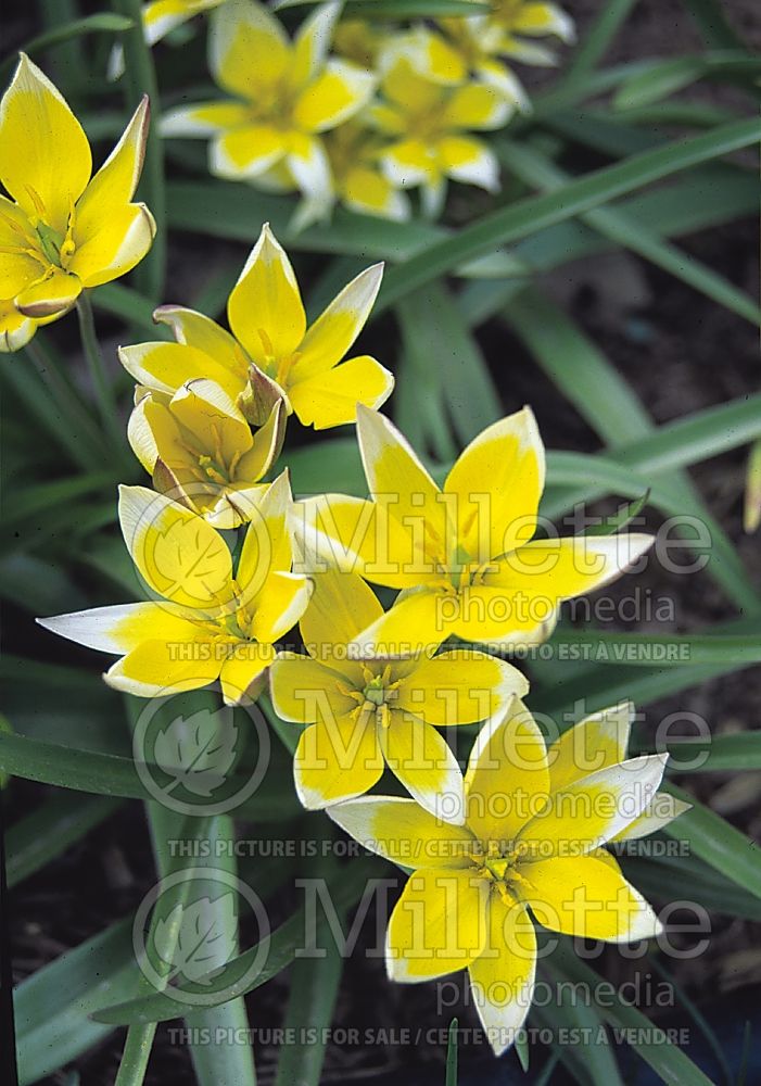 Tulipa tarda (Late Tulip) 4 