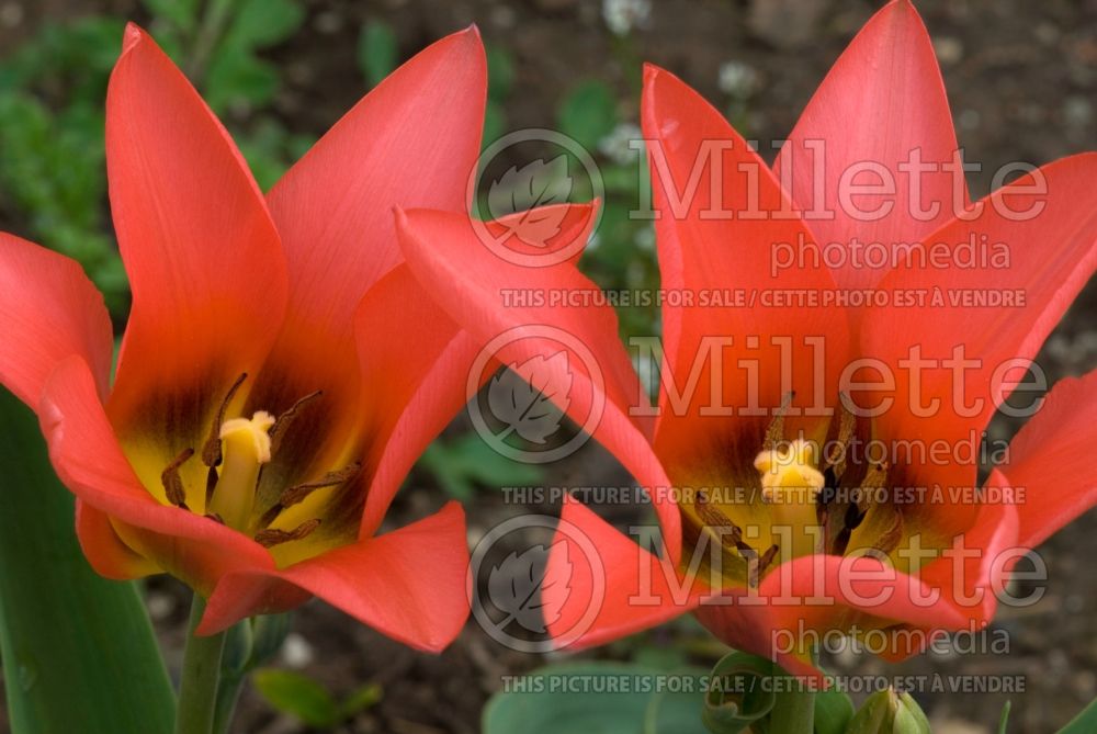 Tulipa Toronto (Greigii Tulip) 1 