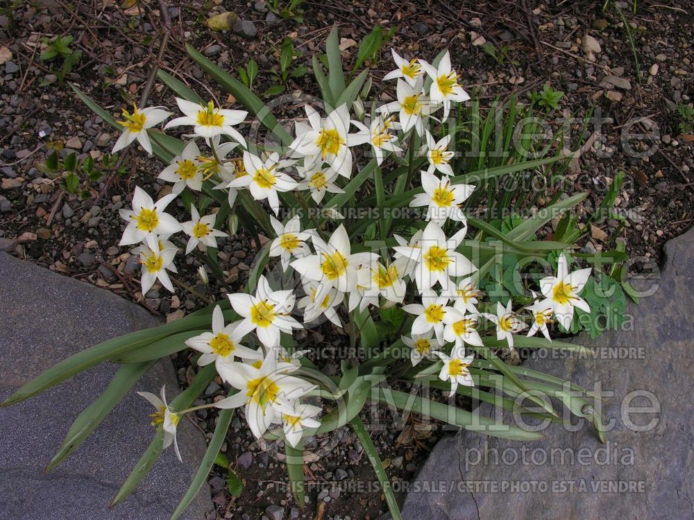 Tulipa turkestanica (Tulip) 1