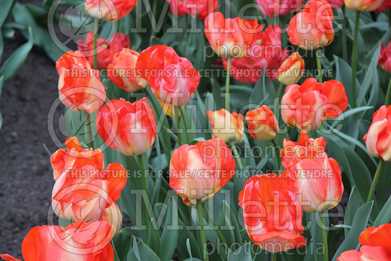 Tulipa American Dream (Tulip) 1 