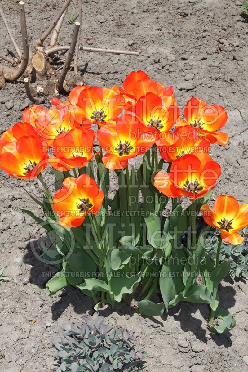 Tulipa American Dream (Tulip) 2 