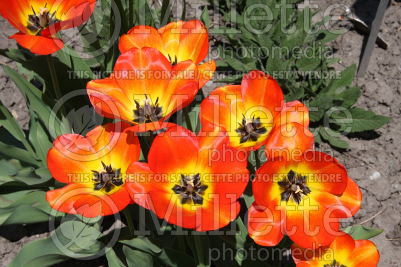 Tulipa American Dream (Tulip) 4 