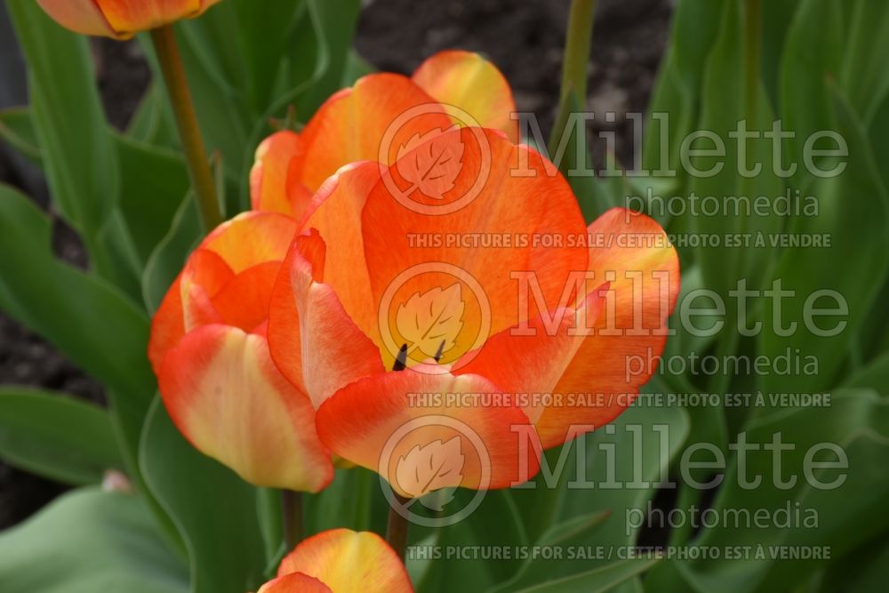 Tulipa American Dream (Tulip) 5 