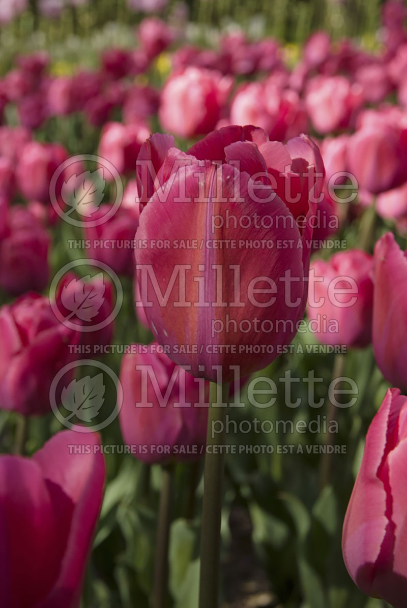 Tulipa Annie Schilder (Tulip) 1 