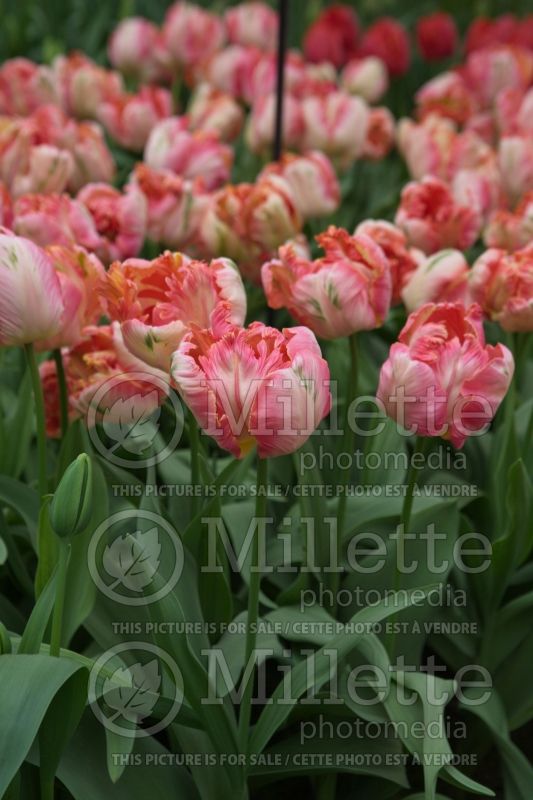 Tulipa Apricot Parrot (Tulip)  1 