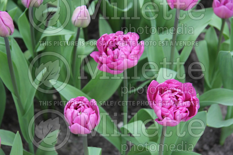 Tulipa Backpacker (Tulip) 1 