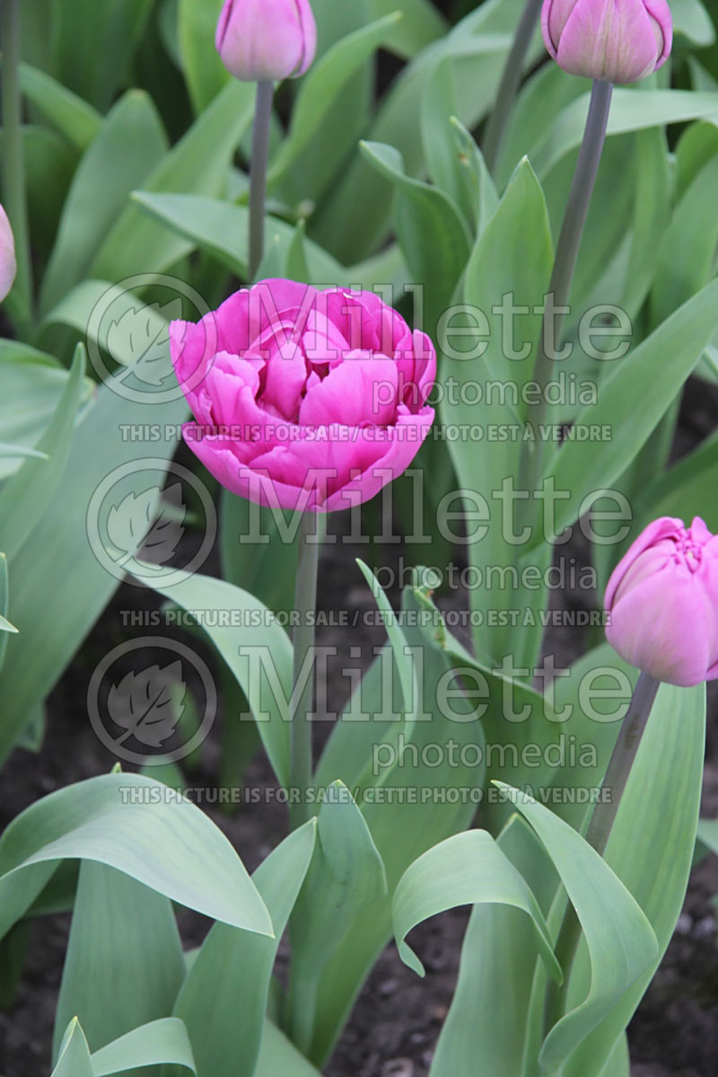 Tulipa Backpacker (Tulip) 2 