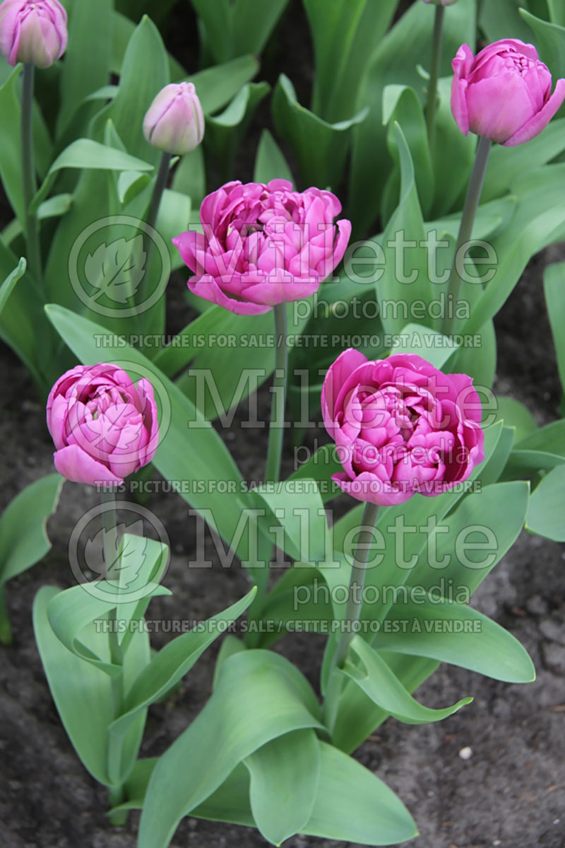 Tulipa Backpacker (Tulip) 3 