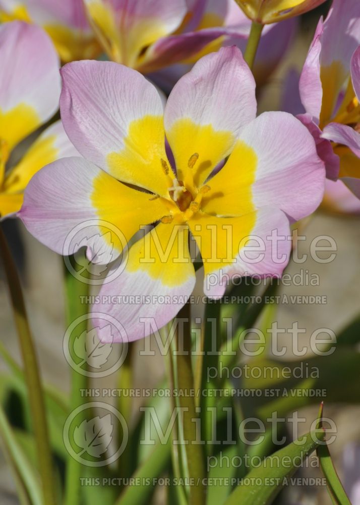Tulipa Lilac Wonder (Greek and Turkish species Tulip) 1 