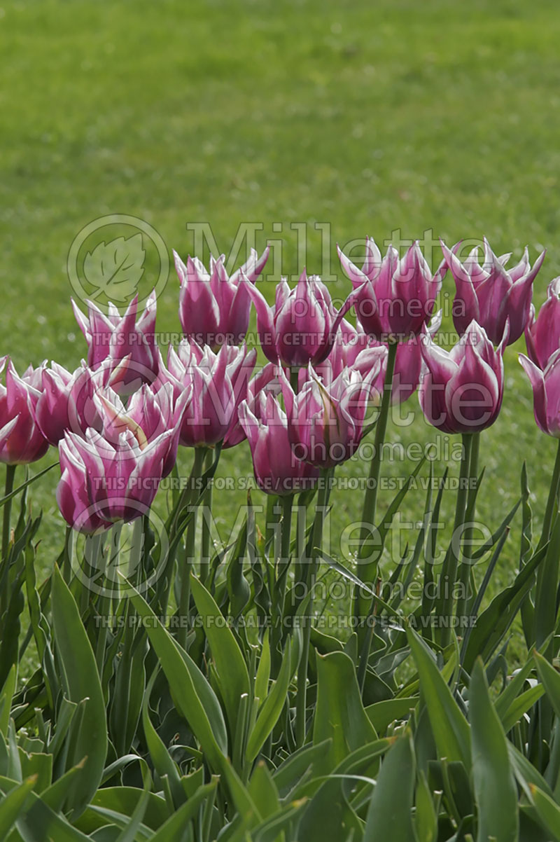 Tulipa Ballade (Tulip) 2