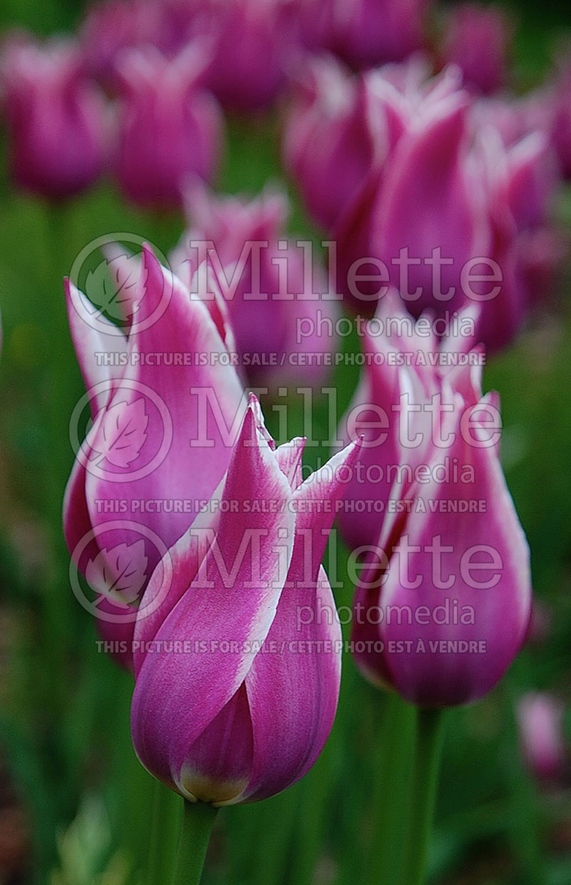 Tulipa Ballade (Tulip) 1