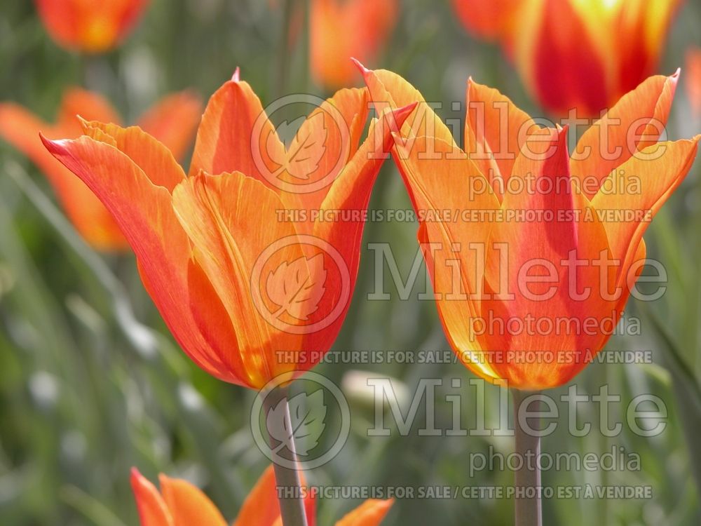 Tulipa Ballerina (lily-flowered Tulip) 1 