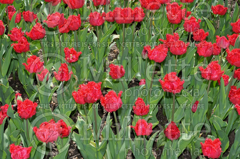 Tulipa Barbados (Tulip) 2 