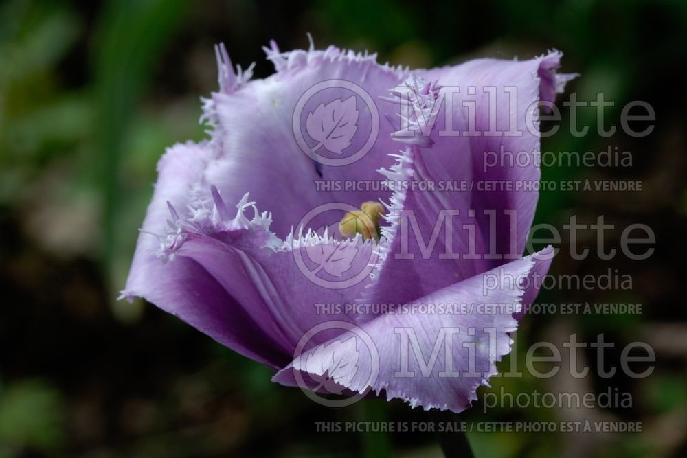 Tulipa Blue Heron (Fringed tulip) 1 