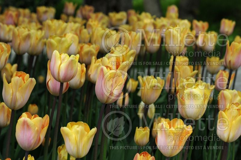 Tulipa Blushing Beauty (Tulip) 1 