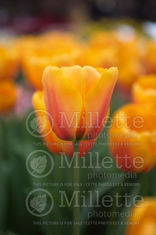 Tulipa Cash (Tulip) 1 