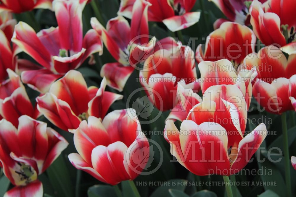 Tulipa Christmas Gift (Tulip) 1 