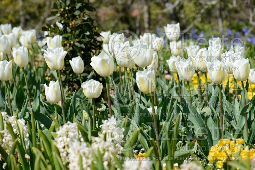 Tulipa Clearwater (Triumph Tulip) 1 