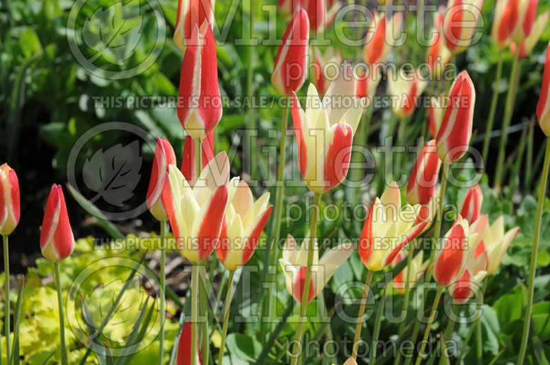 Tulipa Tinka (Tulip) 1 